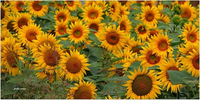 girasoli jigsaw puzzle