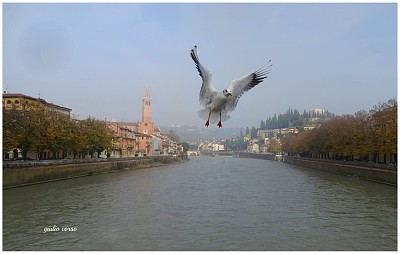 verona