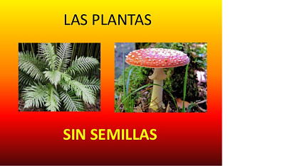 PLANTAS SIN SEMILLA jigsaw puzzle