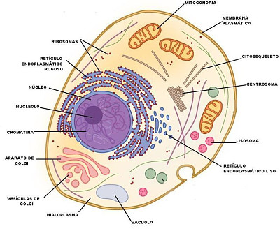 CÃ©lula eucariota con todos sus organelos