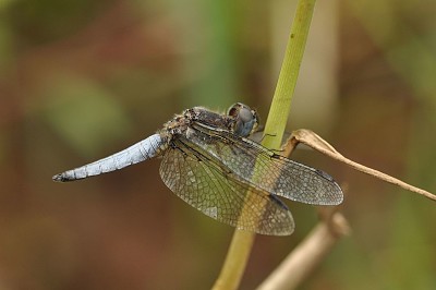 Palpopleura sexmaculata jigsaw puzzle