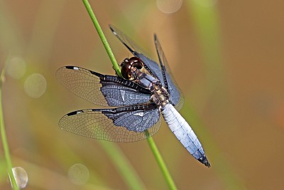 פאזל של Palpopleura vestita