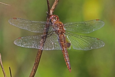 פאזל של Pantala hymenaea