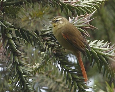 Codaspinosa oliva