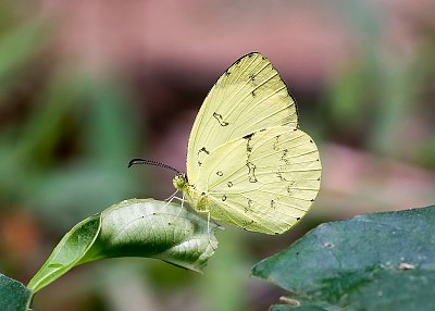 Eurema ada jigsaw puzzle