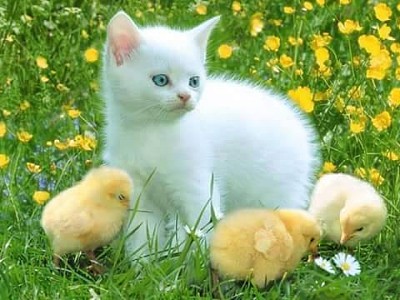 可愛的小貓和小雞