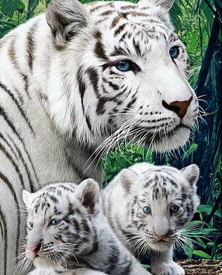 母白老虎與幼虎