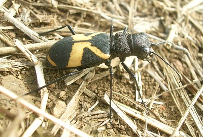 Cicindela aurofasciata