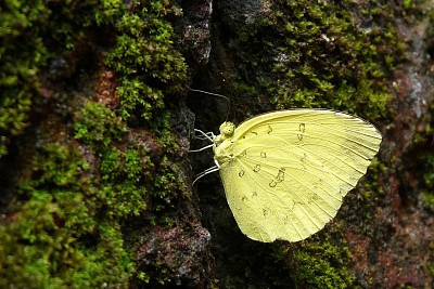 Eurema blanda