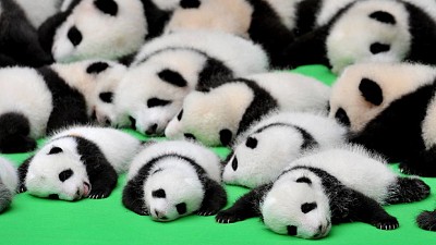 pandas muy lindos jigsaw puzzle