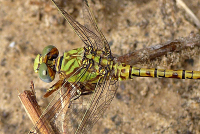 Paragomphus genei jigsaw puzzle