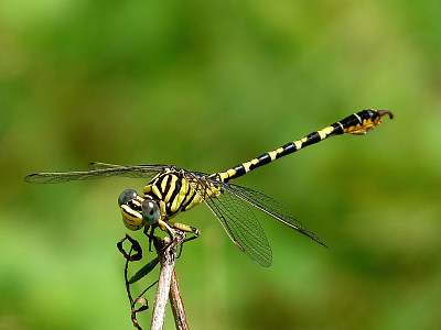 Paragompus lineatus