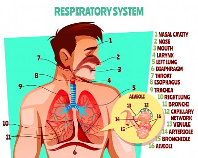 פאזל של sistema respiratorio