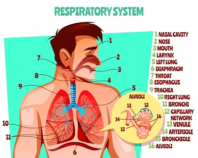 sistema respiratorio