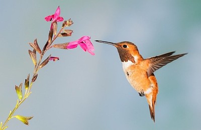 פאזל של flores