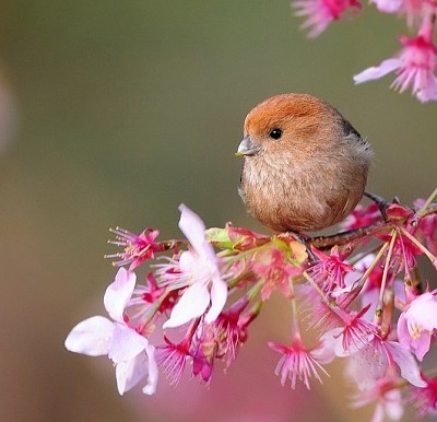 פאזל של flores