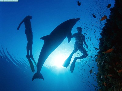 dolphin sea