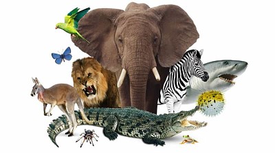 Reino Animal jigsaw puzzle