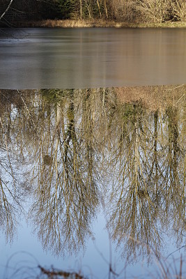 Reflet marais gelÃ©