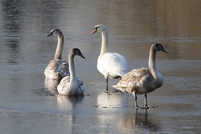 Famille cygne sur marais gelÃ©