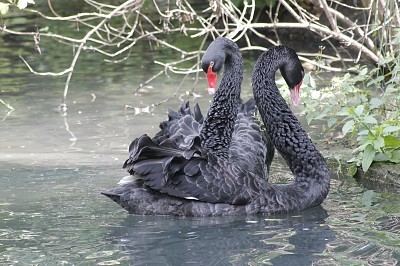 Cygnes noirs