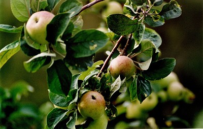 Sagarrak / Manzanas / Pommes / Apples