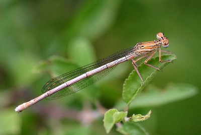Platycnemis pennipes jigsaw puzzle