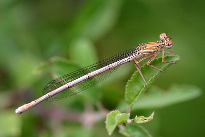 פאזל של Platycnemis pennipes