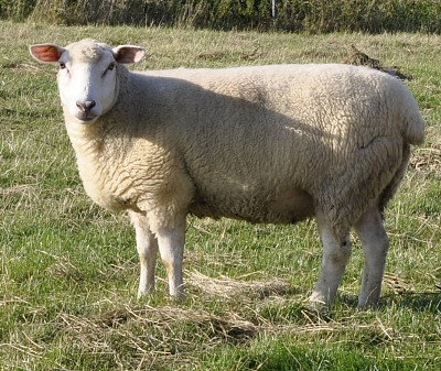 German whiteheded mutton jigsaw puzzle