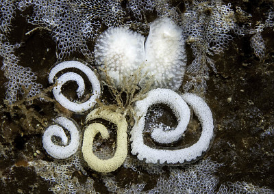 Onchidoris muricata