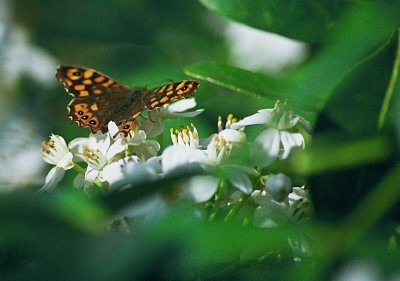 Tximeleta / Mariposa / Papillon / Butterfly jigsaw puzzle