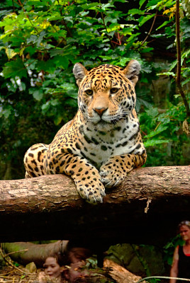 jaguar