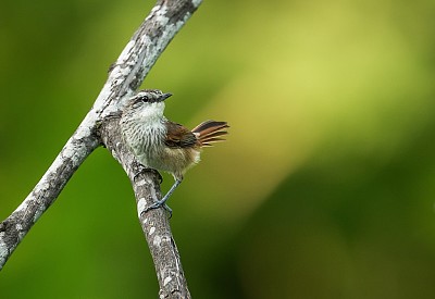 Codaspinosa dalla collana