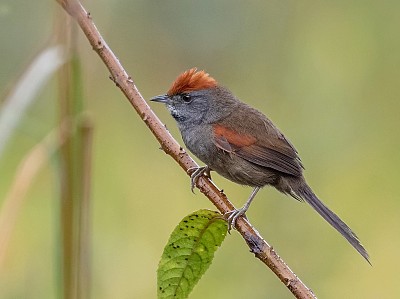 Codaspinosa di spix