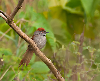 Codaspinosa frontescura