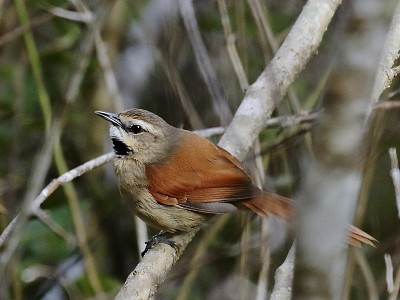 פאזל של Codaspinosa guanceocra