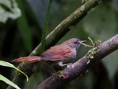 Codaspinosa pettogrigio