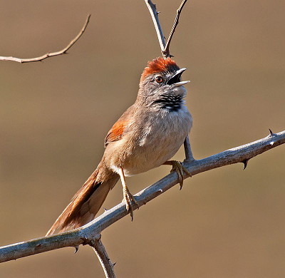 Codaspinosa pettopallido