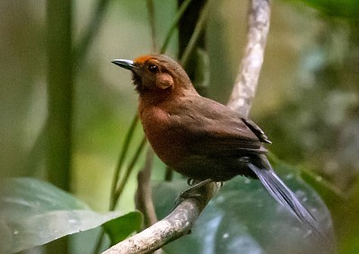 פאזל של Codaspinosa rosso