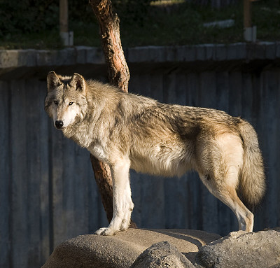 Este animal pertenece a la familia canidae.