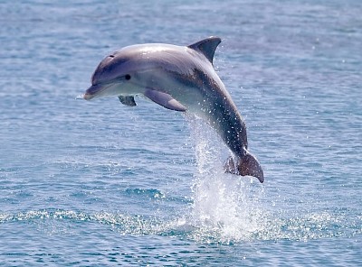 פאזל של dolphin jump