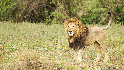 פאזל של leon en paisaje