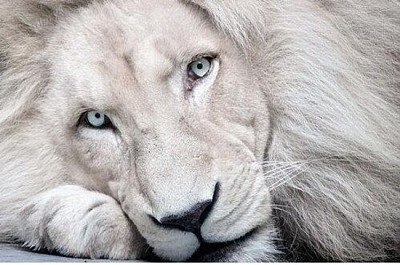 פאזל של leon blanco