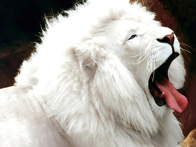 leon blanco bostesando