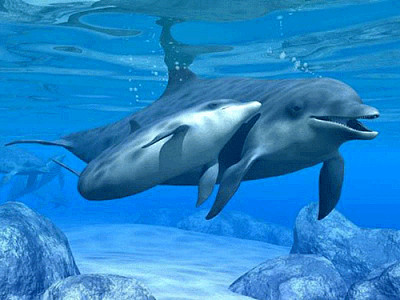 פאזל של dolphin love