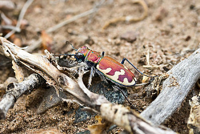 Cicindela formosa