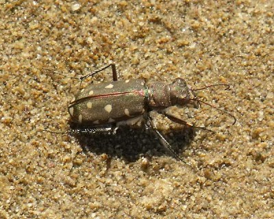 Cicindela di spiaggia