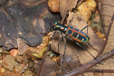 Cicindela du ponti