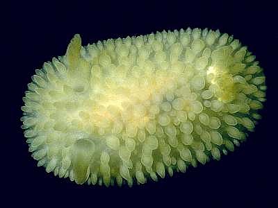 Onchidoris prozxima