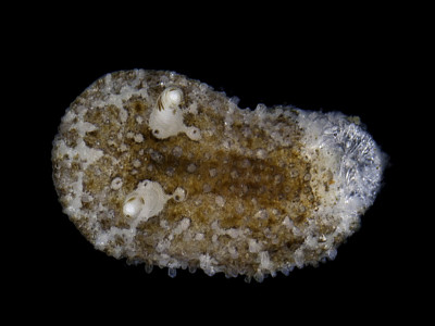 פאזל של Onchidoris sparsa